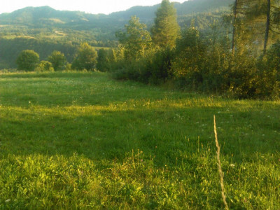 Teren intravilan 5360mp Bistrita Nasaud | Tiha Bârgăului