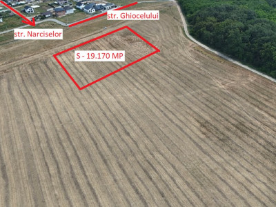 DASCALU Lot 19.170 MP